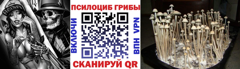 Псилоцибиновые грибы ЛСД  даркнет наркотические препараты  Курчалой  купить закладку 